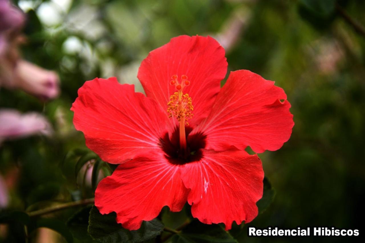 加罗帕巴Residencial Hibiscos - Vista Mar别墅 外观 照片