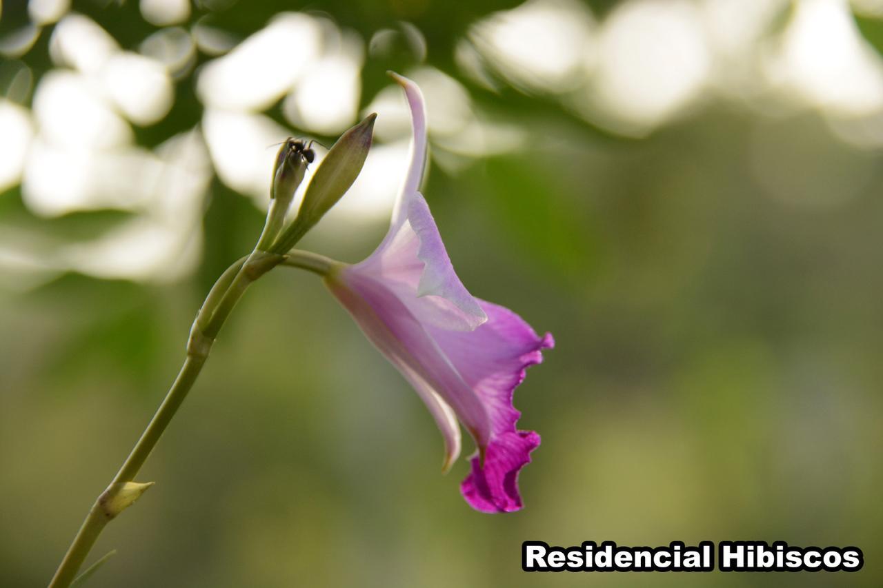 加罗帕巴Residencial Hibiscos - Vista Mar别墅 外观 照片